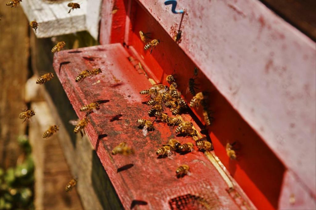 Sleeping With The Bees Kozjak Kobarid Ngoại thất bức ảnh
