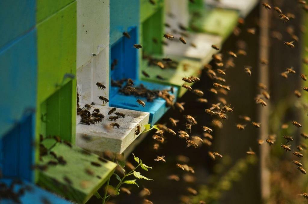 Sleeping With The Bees Kozjak Kobarid Ngoại thất bức ảnh